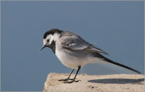 <p>KONIPAS BÍLÝ (Motacilla alba) /White wagtail - Bachstelze/</p>